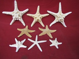 Lot Of Assorted Dried Starfish Taxidermy Real Pentaceraster Sea Star - £43.51 GBP