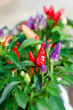 Best 25 Seeds Bolivian Rainbow Chil Peppers Easy to Grow Vegetable Garden Edible - £3.84 GBP