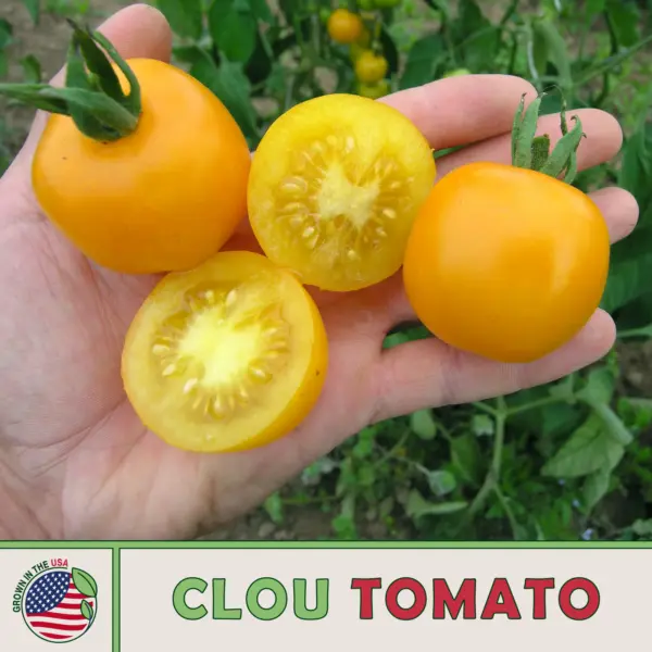 50 Matt&#39;S Wild Cherry Tomato Seeds Organic Fresh New - $9.98