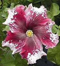 Hibiscus ROSA-SINENSIS Flower, 200 Seeds  - $17.15