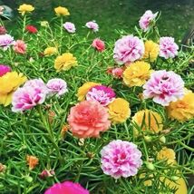 Fresh Moss Rose Seeds 200 Seeds - $4.00