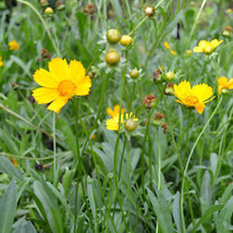 Lance Leaf Coreopsis 200 Seeds | Non-GMO | US SELLER | Seed Store | 1272 - £3.58 GBP