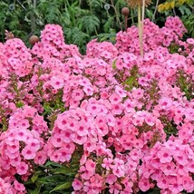 100 Pink Drummond Phlox Phlox Drummondii Flower Seeds New Fresh Seeds USA - £12.03 GBP