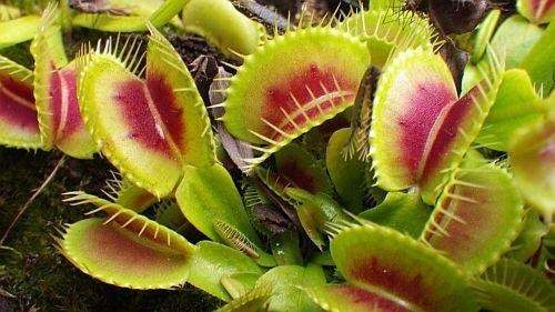 Dionaea muscipula H15 BCP Venus flytrap