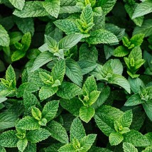 USA Seller Peppermint Seeds Fresh Organic Mentha Piperita Seeds Flowering Herb S - $13.99