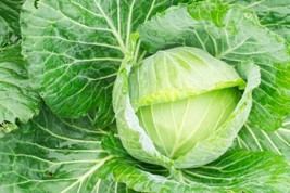 Fresh 250+ Seeds Of Cabbage Golden Acre Heirloom Brassica Oleracea Non-Gmo Open  - $19.92