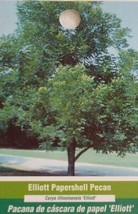 ELLIOTT PAPERSHELL PECAN TREE Shade Nut Trees Live Plant Pecans Nuts Plants - £97.11 GBP