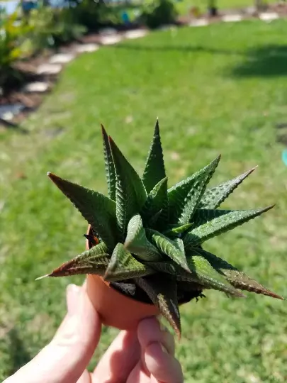 Haworthia Limifolia - Fairy Washboard - Haworthiopsis Succulent Rooted 2... - $15.00