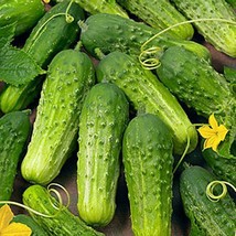 Boston Pickling Cucumber Seeds Continuous Producing High Yields Beautiful Garden - $15.87