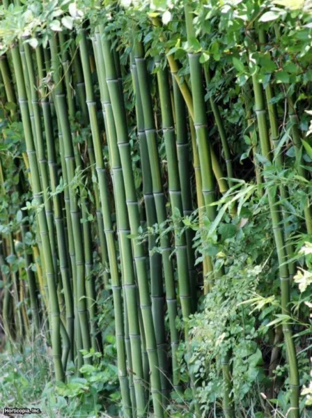 New Fresh 50 Cui Zhu Bamboo Seeds Privacy Climbing Clumping Shade Screen - $14.98