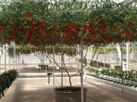 1 Oz Bulk Italian Tree Tomato Trip L Crop Seeds 1 Ounce = Approx 9500 Seeds Fres - £139.39 GBP