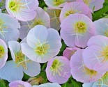 500 Seeds Showy Mexican Evening Primrose Seeds Groundcover Container Flo... - $8.99
