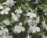50 Lobelia Seeds Palace White Seeds Flower Seeds US Fast Shipping - €15,04 EUR