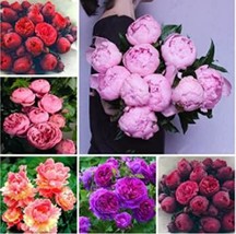 10Seeds Chinese Peony Seeds Mixed Red Pink Light Pink Purple Bicolor Flowers Gar - $9.82