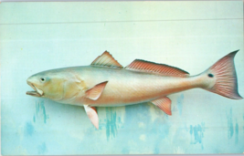 Channel Bass Red Fish Postcard - £4.15 GBP