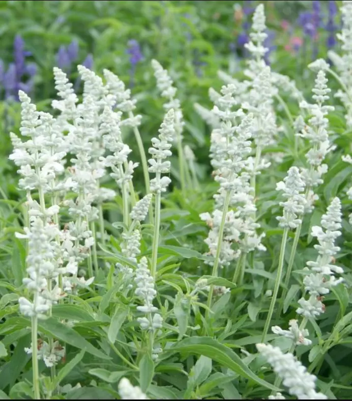 Salvia (Sage) Victoria White – 200 Non-GMO Flower Seeds - $154.75 MXN