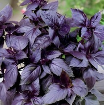 40 Seeds Heirloom Purple Basil (Ocimum Basilicum) - $167.24 MXN
