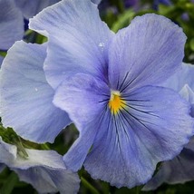 Viola Celestial Blue Pansy, 100 Seeds R - £11.29 GBP