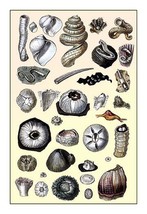 Shells: Annelides and Cirripedes - $19.97