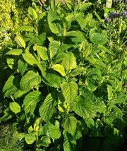 FREE SHIPPING 100 SEEDS LEMON BALM NON-GMO FRUIT TREE - $12.99