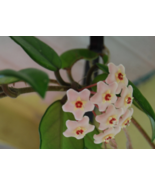 Hoya Carnosa - Porcelain Flower - Tropical Wax Vine - Climbing House Plant - $9.73 CAD