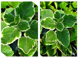 5 Inches Variegated Cuban Oregano Mexican Mint Spanish Thyme Well Rooted... - £25.63 GBP