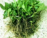 2+ plants of Indian Kalimeris (Malan, 马兰头根),  for planting - $8.75+