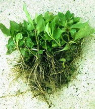 4+ plants of Indian Kalimeris (Malan, 马兰头根),  for planting - £6.68 GBP+