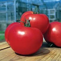 50+ Seeds Super Boy 785 Tomato Tomatoe Vegetable Garden Edible Canning F... - £6.89 GBP