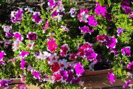 Seeds 50 PICOTEE PETUNIA Multiflora Mixed Colors Bicolor Blue Purple Red Flower  - £21.23 GBP