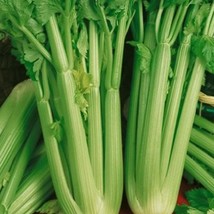 New Fresh Seeds Celery Tall Utah 52 Seeds - $16.12