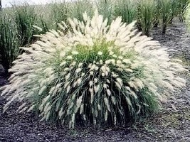USA White Fountain Grass Pennisetum Villosum Ornamental Flower 30 Seeds - $10.99