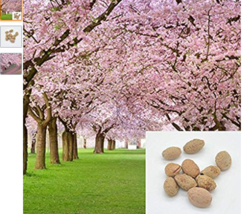 10 Pieces Sakura Seeds Bonsai Flower Seed Japanese Oriental Cherry Seed Gardenin - £5.81 GBP