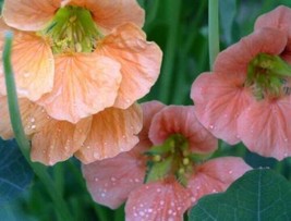 25 Nasturtium Terry Bittock Flowers Pink Peach Orange Seeds  - £11.10 GBP