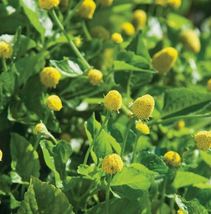 Paracress Seeds - Medicinal Herb - Aka; Toothache Plant,Herb Seeds - £4.28 GBP