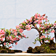 Pieces Sakura DIY home garden bonsai flowerc - 10 Seeds - $6.32