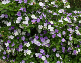 5 Pc Seeds Brunfelsia Pauciflora Calycina Plant, Yesterday Today Tomorrow Seeds  - £15.10 GBP