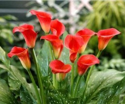 100PCS Rare Zantedeschia Urban Romance Arum Lily Seeds Fresh Red Color FRESH SEE - £4.78 GBP