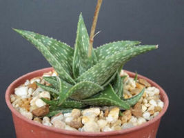 4&quot; pot Aloe cv Blue mist hybrid exotic raren color outdoor succulent plant cacti - $19.99