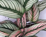 White Star Calathea Starter House Plants New Fresh  - $80.00