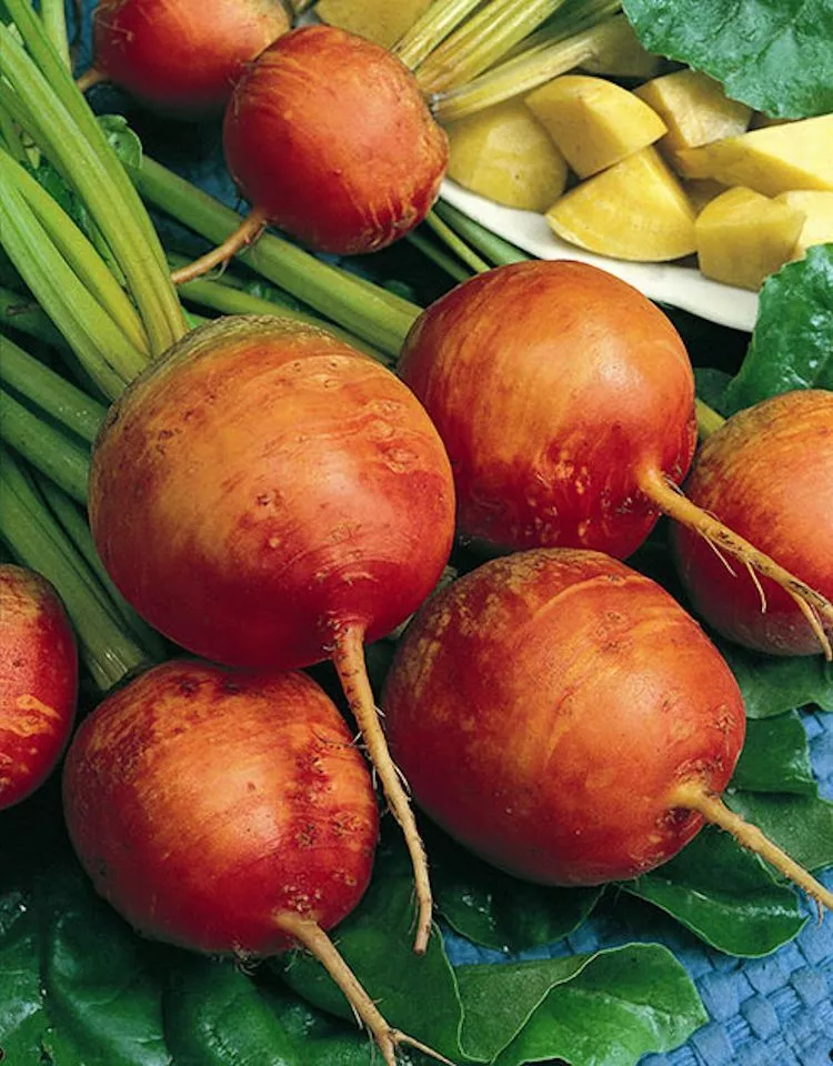 100 Seeds Golden Detroit Beet Non-GMO USA Seller - £4.95 GBP