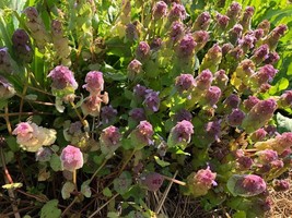 PSA 50 Dwarf Bonsai Blueberry Seeds Organic Mini Fruit Planter Bush Tree... - $15.60