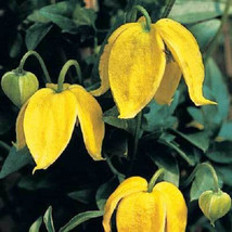 Sale 10 Seeds Yellow Clematis Tangutica &#39;Radar Love&#39; Flower Vine  USA - £7.91 GBP