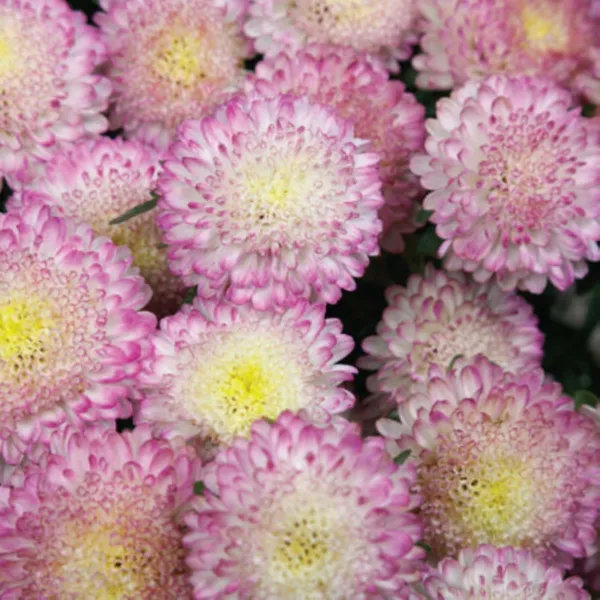 Premium Bonita Top Pink Aster Flower 20 Fresh Seeds - £10.39 GBP