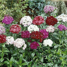 500 Sweet William Seeds Mix Flower Seeds Fresh Garden USA SELLER - £15.58 GBP