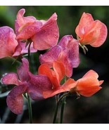 10 Orange &amp; Red Sweet Pea Lathyrus Belinensis Beautiful Flowers Seeds - $7.75