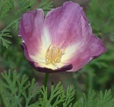 40 Seeds Purple Gleam Eschscholzia Poppy Mix Heirloom Seeds Fast To Bloom R API D - £6.44 GBP