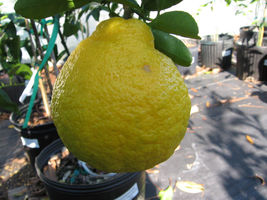 Sanbokan sweet lemon , 3 fresh cuttings 6&quot;  - $39.90