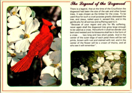 Postcard The  Legend of the Dogwood Cardinal Religious Theme 6 x 4 Inches - £3.91 GBP