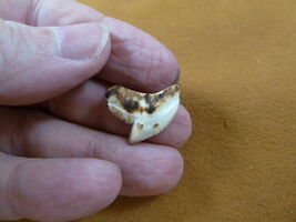 (s1-31) 3/4" inch White TIGER SHARK TOOTH teeth toasted made to order pe... - $13.99